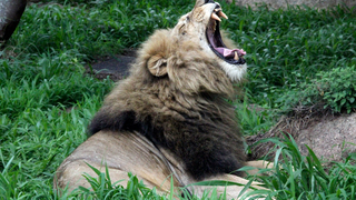 Un cazador profesional muere tiroteado en África al intentar matar un león<em></em><em></em>